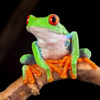  flexbox froggy pun